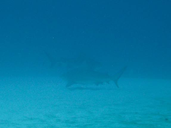 Dupla de tubarões touro nada próxima de nós durante mergulho em Playa del Carmen, no litoral do Yucatán, no México